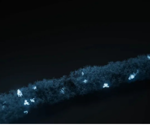 Bacterial and Fungal Isolate Sequencing with NO-MISS