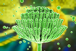 Aspergillus flavus produces Aflatoxin M!