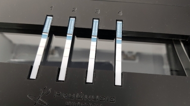 Sensitive lateral flow test for Aflatoxin M1 in dairy