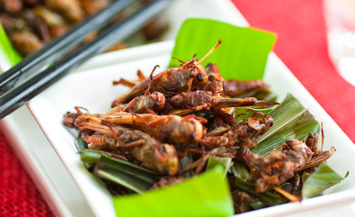 Food Safety Risks of Insects as Novel Foods