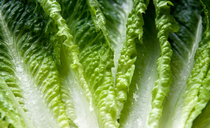 Romaine Lettuce