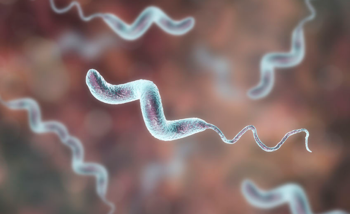 Campylobacter food poisoning