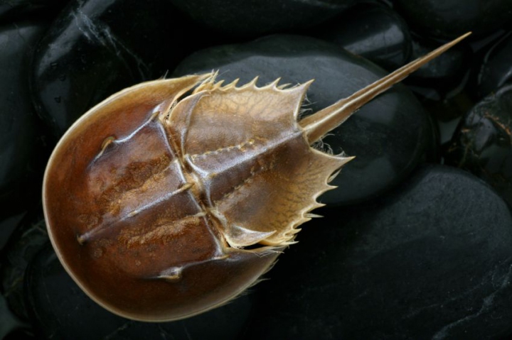 Horseshoe crab used in Endotoxin