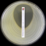 Antimicrobial Susceptibility and Resistance Testing Devices by Liofilchem