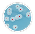 chromogenic media Bacillus cereus Vibrio PCR