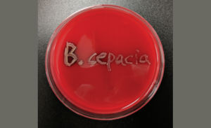 Burkholderia cepacia complex (BCC) species