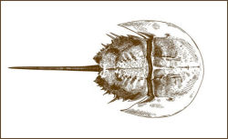 Horseshoe Crab