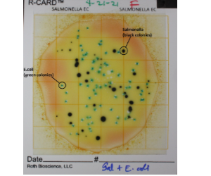 Roth R Card Salmonella EC with colonies