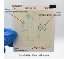 Roth R Card Yeast and Mold