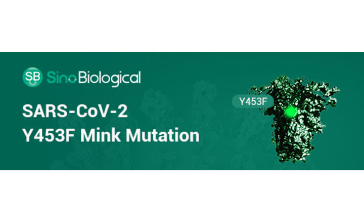 Recombinant Spike Protein of Mink Strain