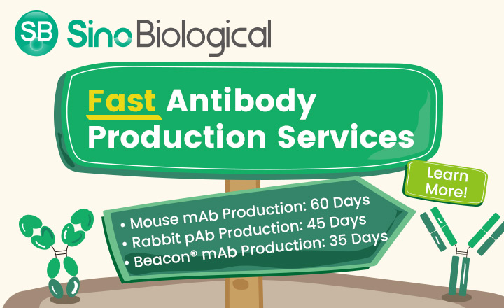 Sino Biological rapid antibody production services