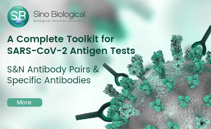 SARS N and S proteins and antibody pairs