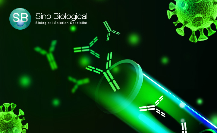 Sino SARS 2 Antigens Antibody