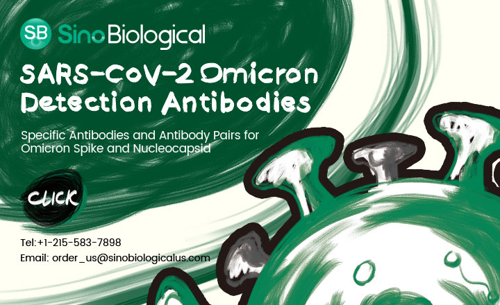 SARS-CoV-2 Omicron Detection Antibodies