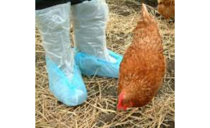 Poultry boot swab