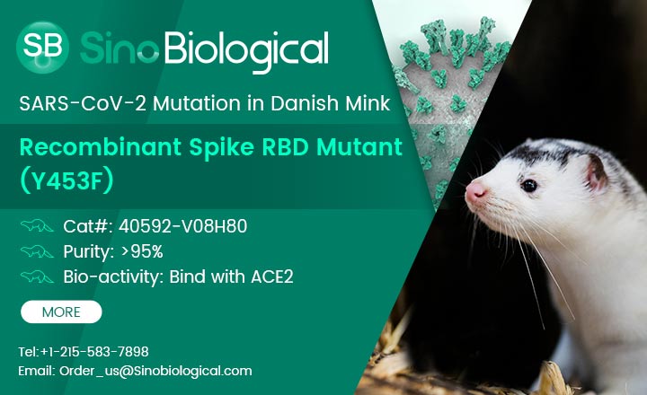 Sino Biological has developed a recombinant RBD protein with a Y453F mutation