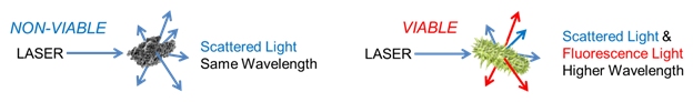 characteristics of viable and non-viable particles