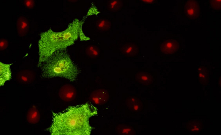 Monoclonal Antibodies for Avian Flu