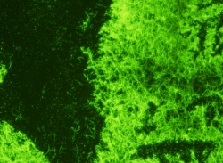 L. monocytogenes antibodies for diagnostic developers