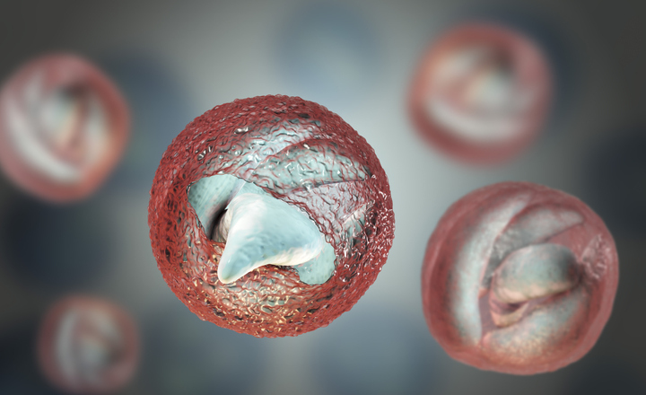 Cryptosporidium parvum oocyst releasing sporozoites