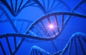 PCR in Food