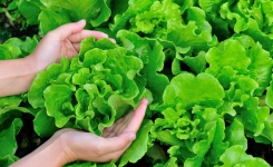Enteric Pathogens in Fresh Produce