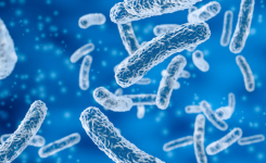 How K pneumoniae Evolves and Persists in Clinical Setting