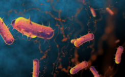 Human Transmission of Invasive Nontyphoidal Salmonella