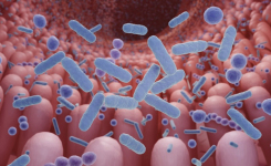 Long term changes to gut microbiome due to antibiotic use