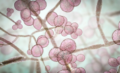 Survey of mycology-related practices at US hospitals