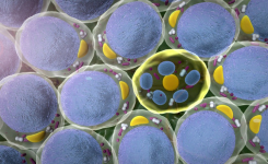 BACTEC can be used for sterility testing of ATMP Suspensions