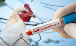 Testing for Bird Flu using combined molecular approach