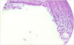 RAPID Salmonella for dairy products