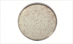 agar plate