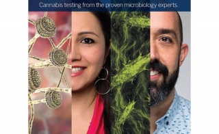 <em>Aspergillus</em> Ventures in the Cannabis and Hemp Industries and Beyond