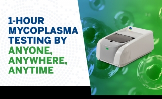 1 Hour In-house Mycoplasma Testing is Possible 