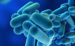 Legionella cells