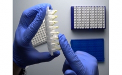 PCR testing for detection of salmonella