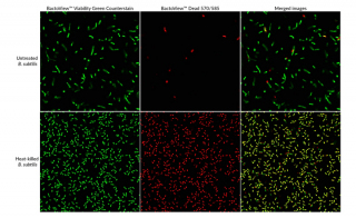 Biotium Introduces New Highly-Selective Stains For Both Gram-Positive and Gram-Negative Bacteria