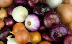 Microbiological risks of onions