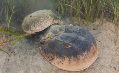 Horseshoe Crabs