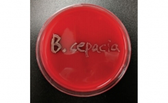 Burkholderia cepacia complex BCC