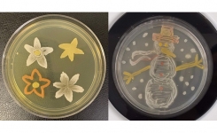 Agar Art