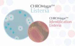 Find Listeria mono from Listeria spp on chromogenic media