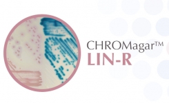 Chromogenic screening medium for linezoid-resistant Staphylococci and Enterococci
