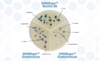 CHROMagar trade Solution for Mastitis Diagnosis