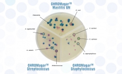 CHROMagar chromogenic media for mastitis diagnosis