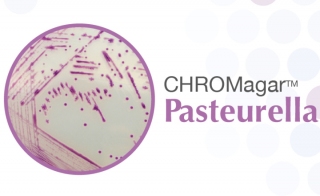 CHROMagar trade Pasteurella First Chromogenic Medium for em Pasteurellaceae em 
