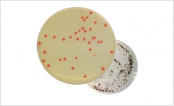 Clostridium perfringens agar that does not need agar overlay