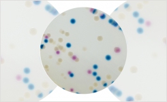 Selective Growth of Colistin Resistant Bacteria on CHROMagar COL- em APSE em 